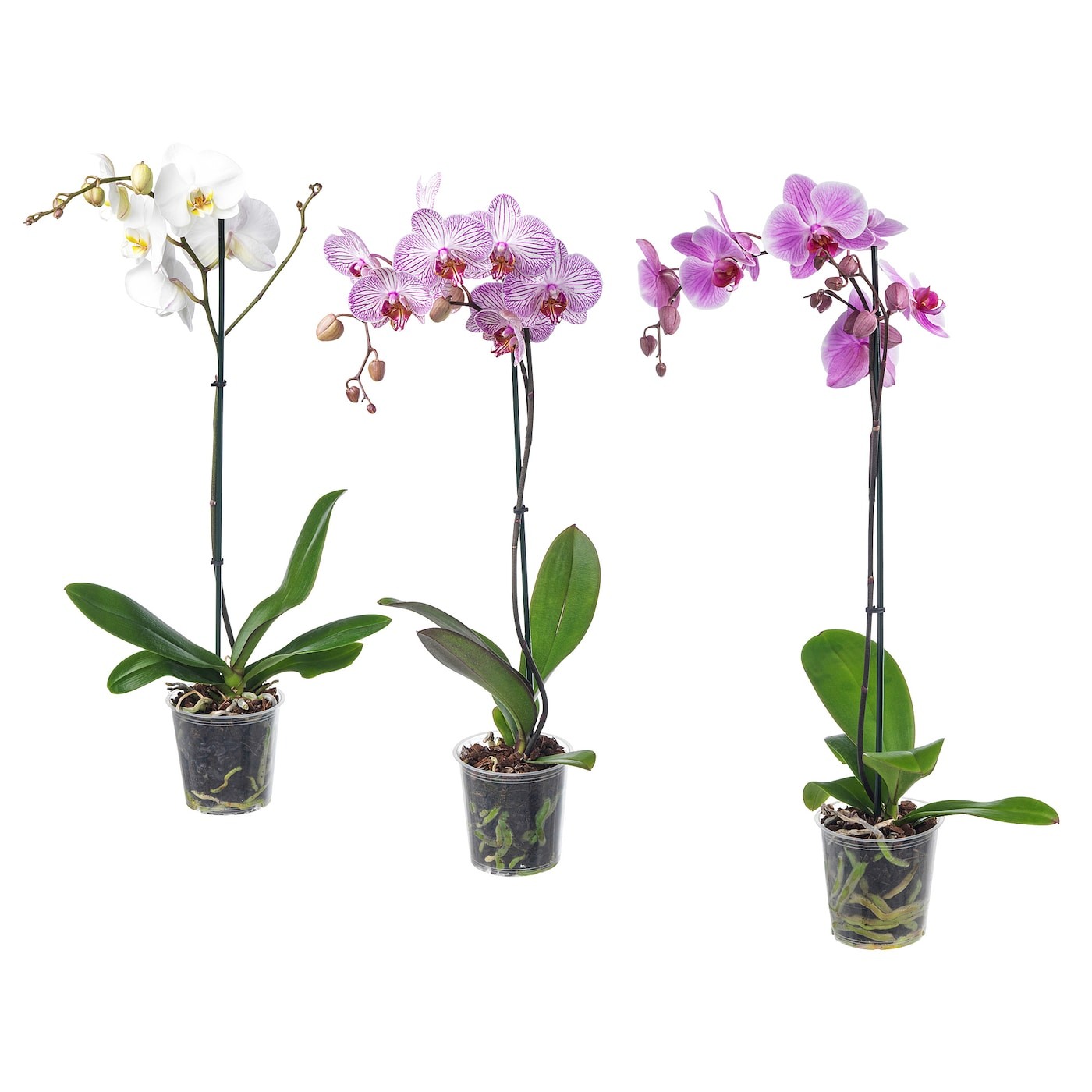 PHALAENOPSIS Potted plant