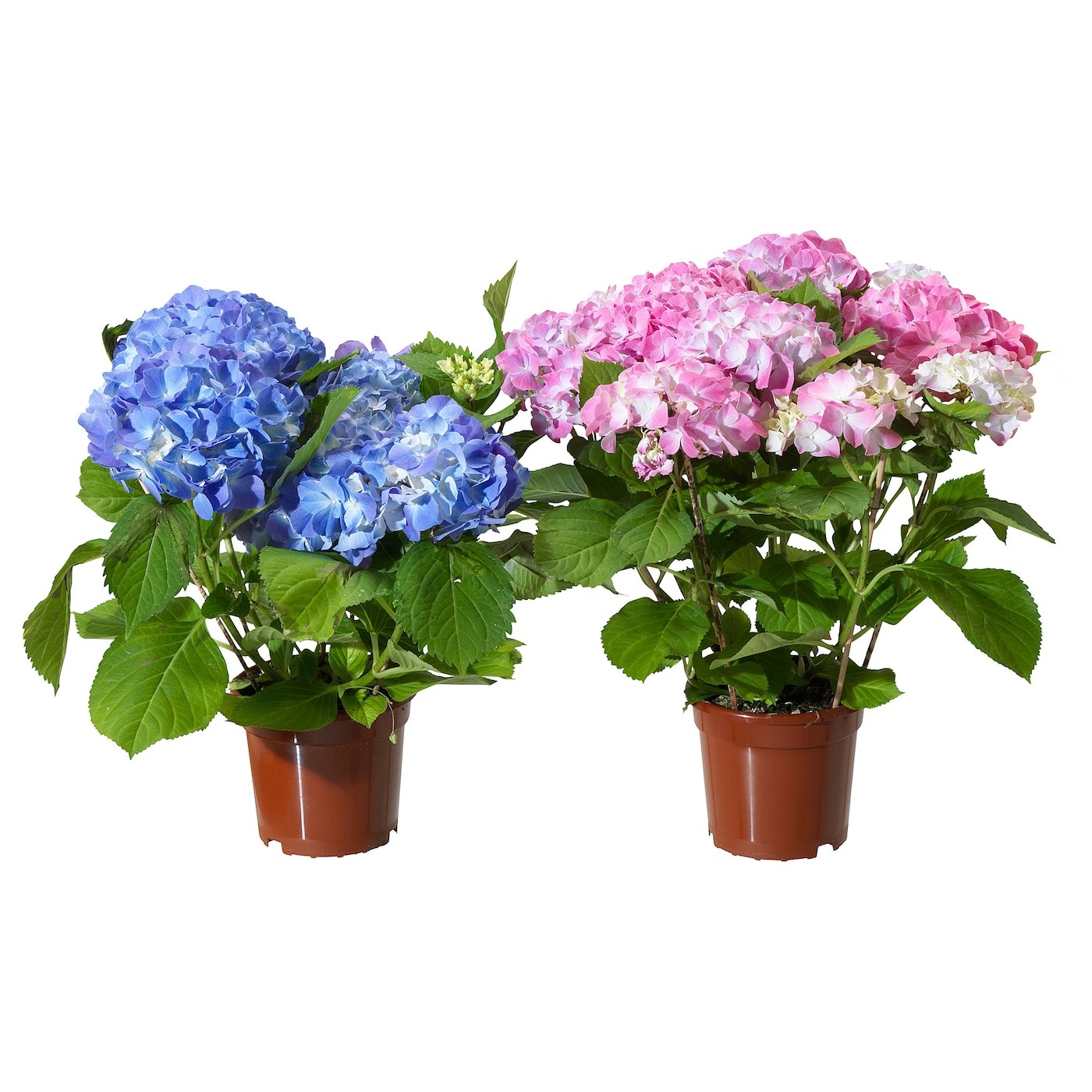 HYDRANGEA Potted plant