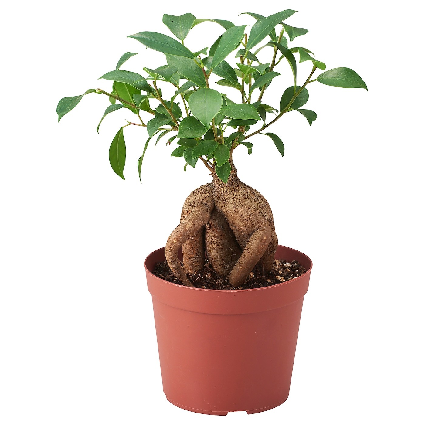 FICUS Potted plant