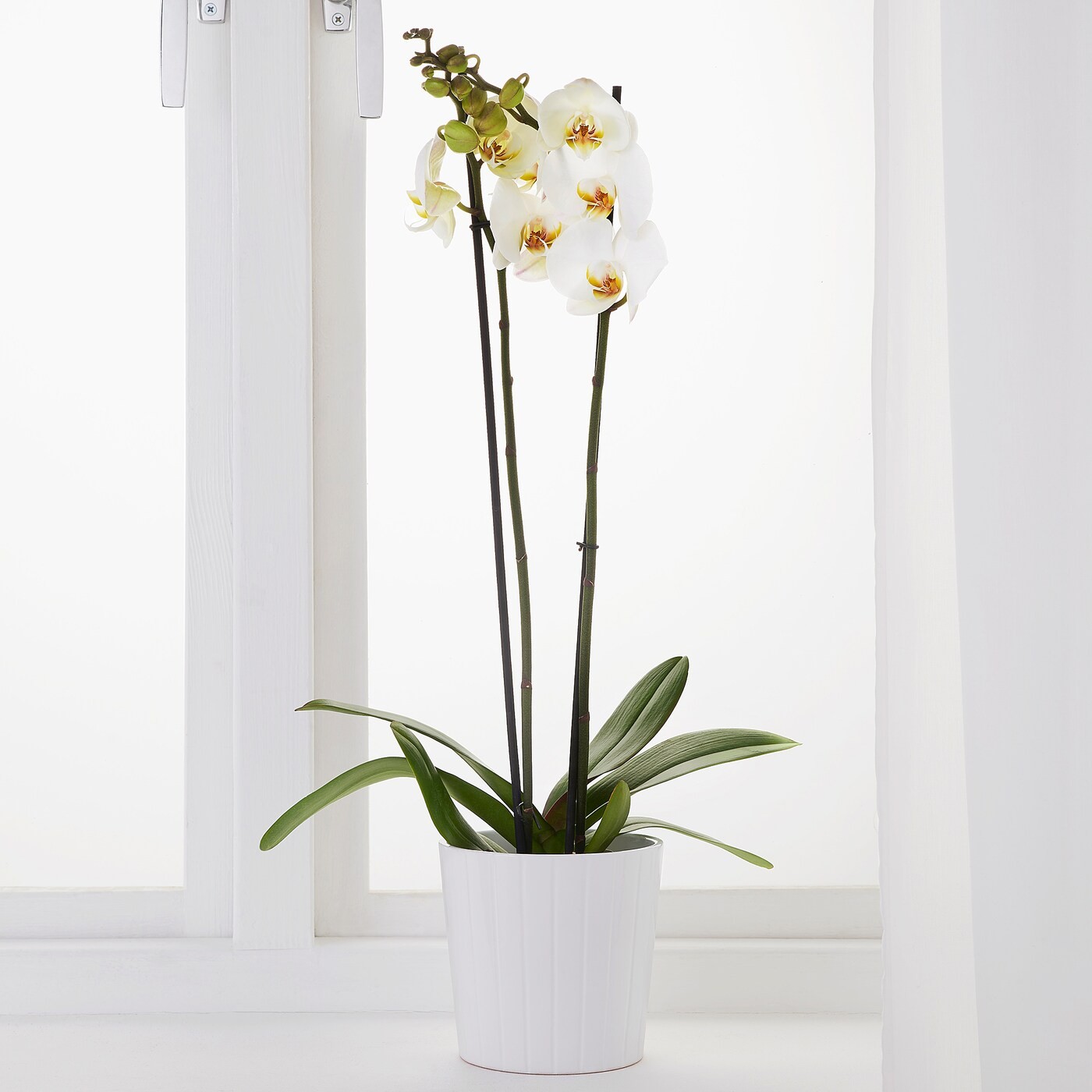 PHALAENOPSIS Potted plant