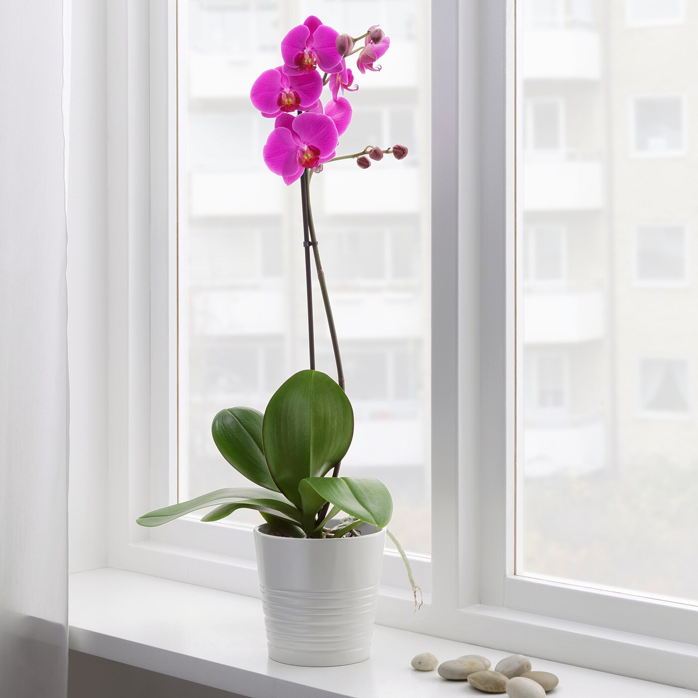 PHALAENOPSIS Potted plant