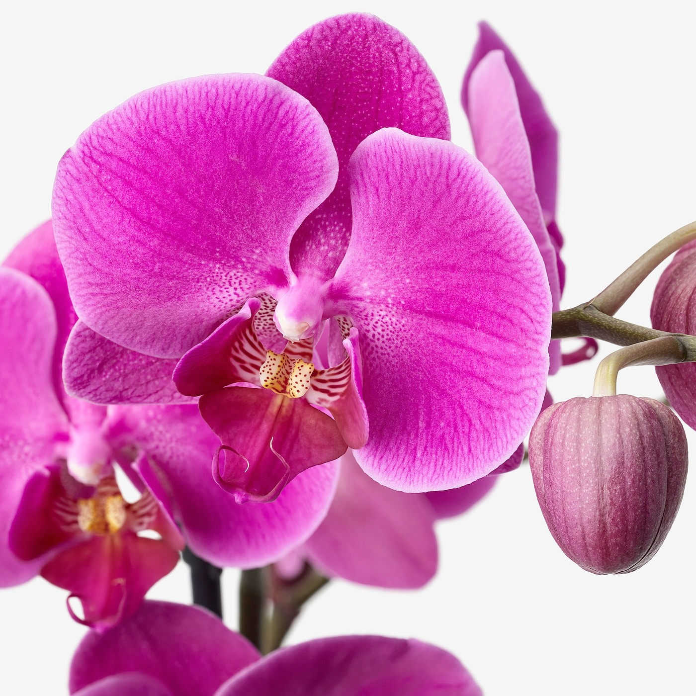 PHALAENOPSIS Potted plant