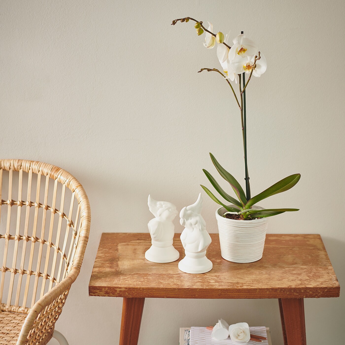 PHALAENOPSIS Potted plant