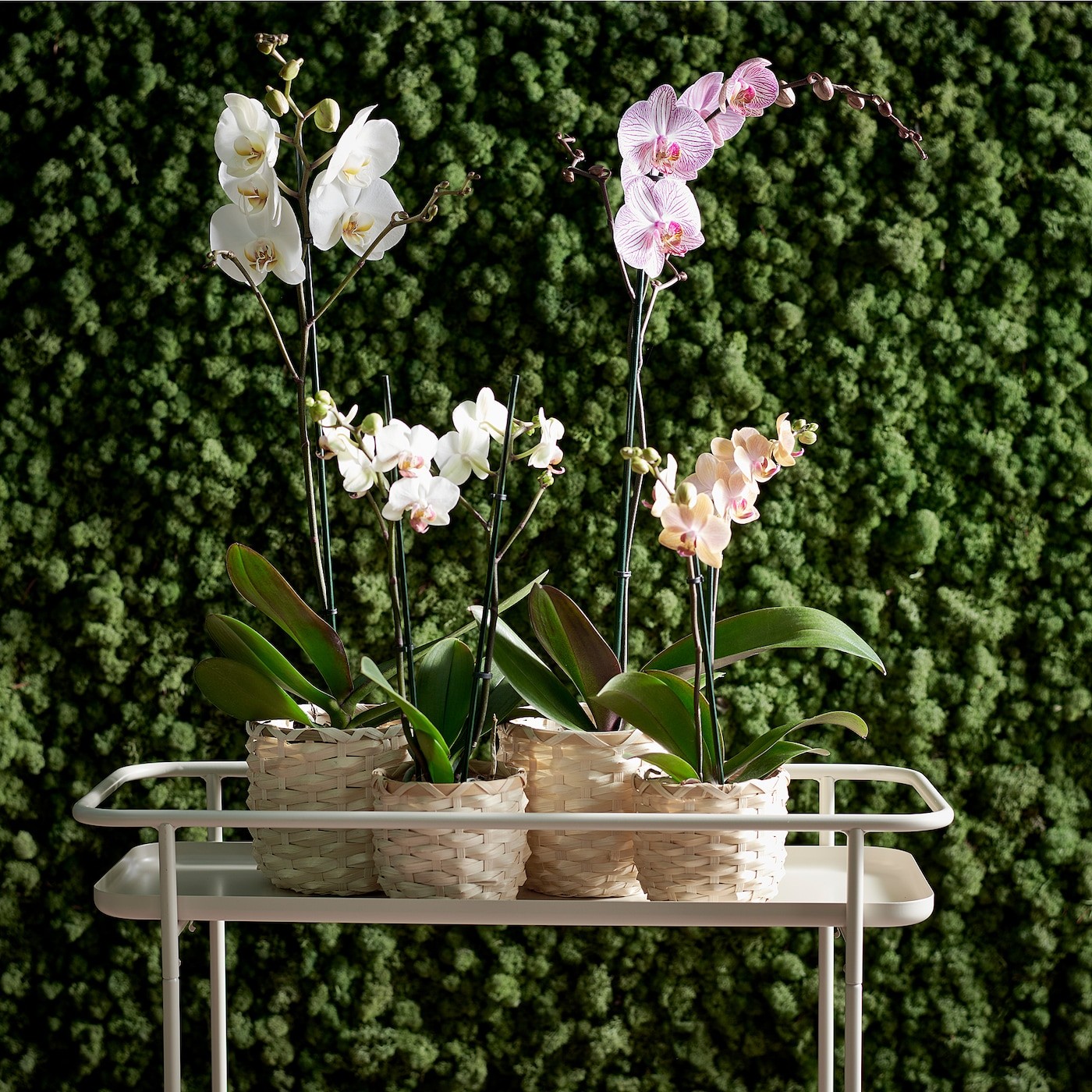 PHALAENOPSIS Potted plant