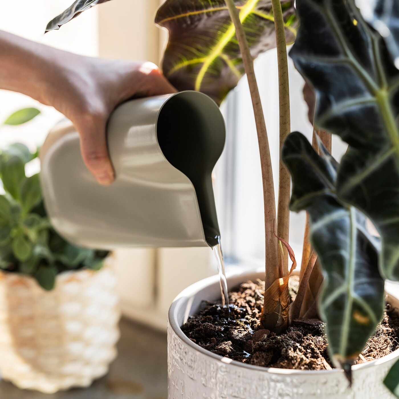 CHILIFRUKT Vase/watering can