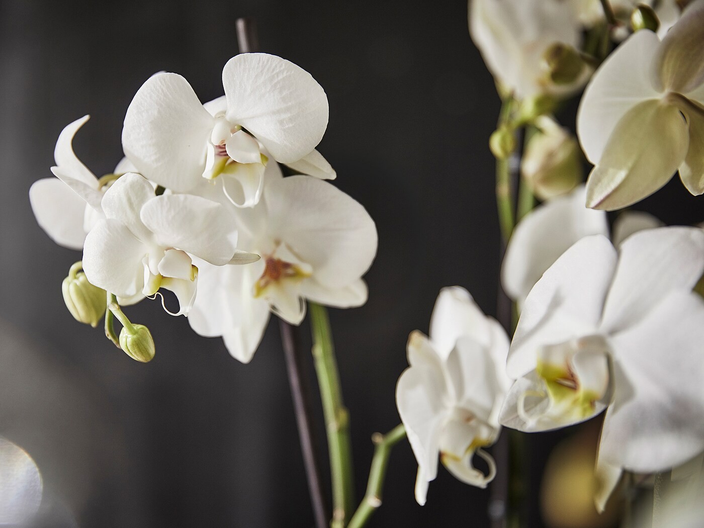 PHALAENOPSIS Potted plant