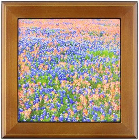 3Drose Ft_94447_1 Blue Bonnets, Indian Paintbrush, Texas Hill Country-Us44 Dgu0178-Darrell Gulin-Framed Tile, 8 By 8-Inch