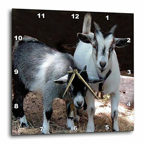 3Drose Dpp_1068_2 Pygmy Goat-Wall Clock, 13 By 13-Inch