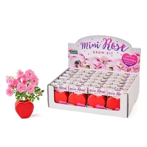 Paris Garden - Mini Rose 2019 - Pink