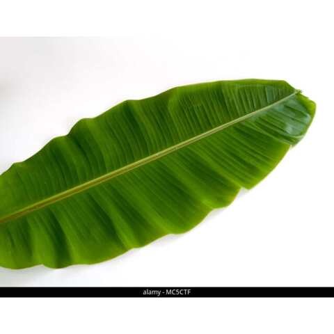 Banana leaves