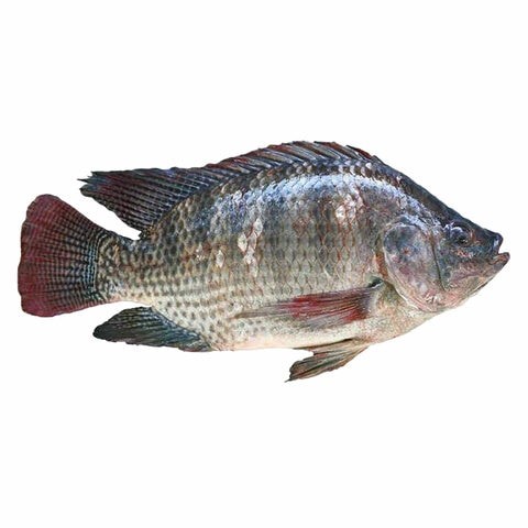 fresh tilapia