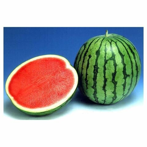 WATERMELON SEEDLESS