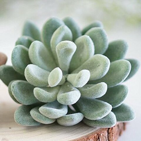 Neomark 4 Pack Flocked Green Artificial Succulent Cactus Plants Echeveria Unpotted Long Stem for Wreath Making Wedding Bouquet Making 3.33 Wide x 5 Tall