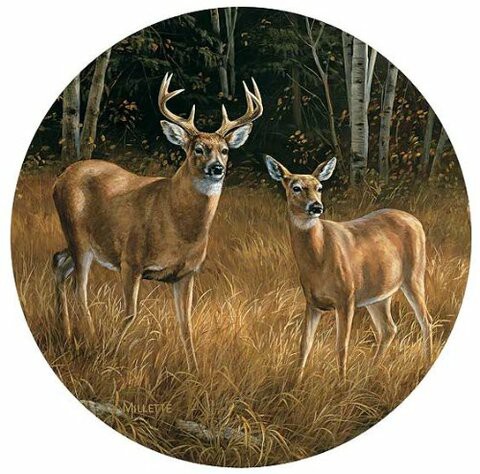 Whitetail Deer Coasters by Rosemary Millette