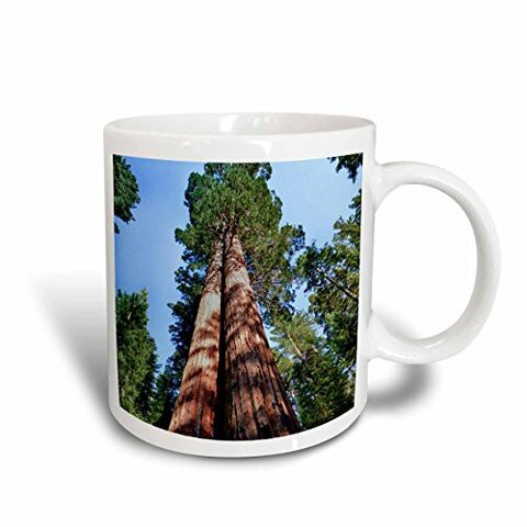 3dRose Woman, Sequoia Tree, Yosemite, California, USA Mug, 15 oz, Ceramic