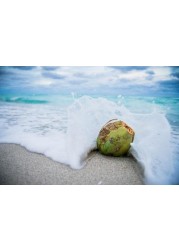 Scent Air Coconut Beach Scent Air ScentWave IFRA Safe Scent Cartridge for Home and Business