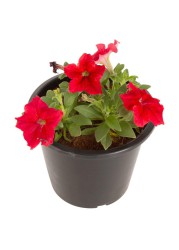 Petunia Red Pot (6 L)