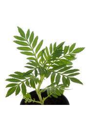 Marigold V9 Live Plant