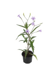 Ruellia Outdoor Plant