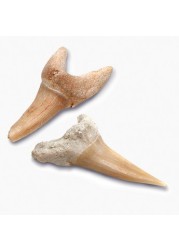 Discovery Shark Teeth Unearthed Mini Excavation Kit