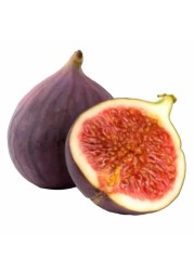 FIG FRESH