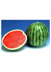 WATERMELON SEEDLESS