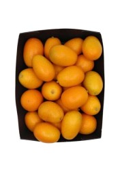 KUMQUAT PP