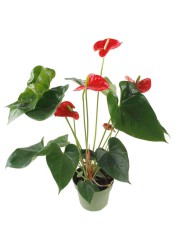 Flamingo Flower Anthurium (14 x 13 x 50 cm)