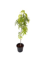 Ashoka Live Plant (18 L)