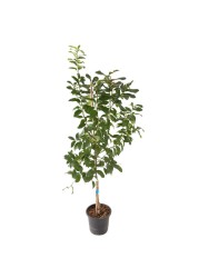 Lemon Live Plant (18 L)