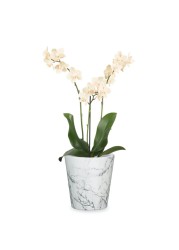 Scheurich Ceramic Plant Cover Pot (18 cm)