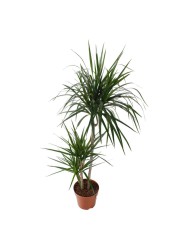 Red-edge Dracaena Marginata 3 Step Plant (18 x 20 x 120 cm)