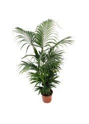 Siji Kentia Palm Plant (24 x 25 x 180 cm)