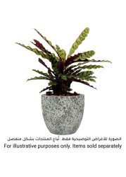 Artevasi Hestia Ceramic Plant Pot (28 cm)