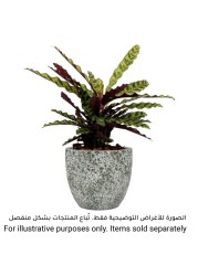 Artevasi Hestia Ceramic Plant Pot (25 cm)