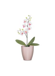 Scheurich Elegance Ceramic Plant Cover Pot (14 cm)