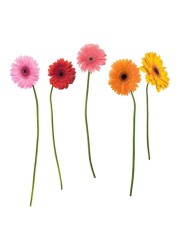 Roommates Gerber Daisies Wall Decal (279 x 18 cm)