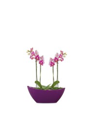 Scheurich Plastic Plant Bowl (37 cm)