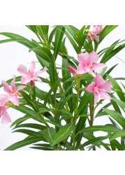 Nerium Oleander Outdoor Plant (60-80 cm)