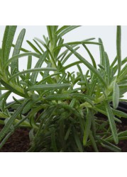 Rosemary Outdoor Plant (13 cm)