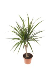 Red-edge Dracaena Marginata Head Plant (9 x 11 x 40 cm)