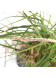 Pennisetum Outdoor Plant (6 L)