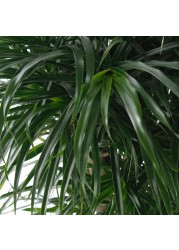 Dracaena Massangeana Indoor Plant (150 cm)