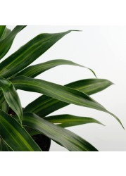 Dracaena Song of Jamaica Plant (8 x 10 x 40 cm)