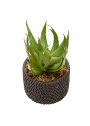 Artificial Potted Aloe Plant (20 cm, Green)