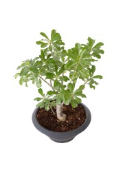 Adenium Obesum Shilo Live Plant