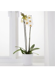 PHALAENOPSIS Potted plant