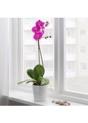 PHALAENOPSIS Potted plant