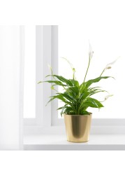 DAIDAI Plant pot