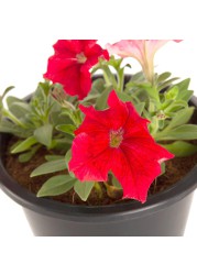 Petunia Red Pot (6 L)